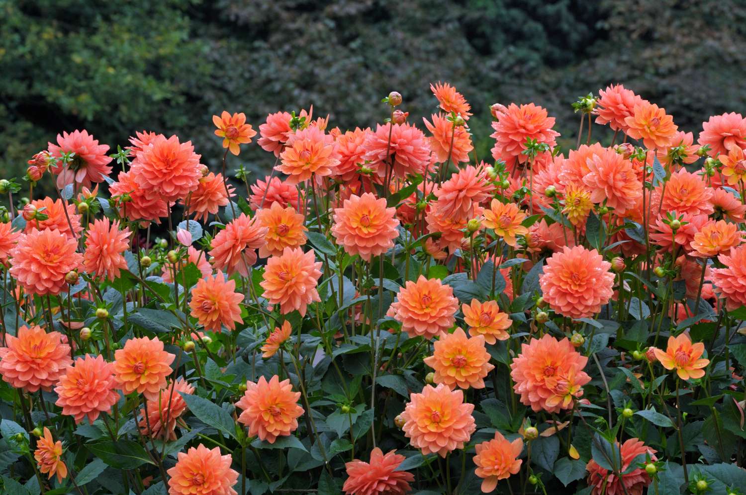 Dahlie ‘Shep’s Memory’ - Dahlia